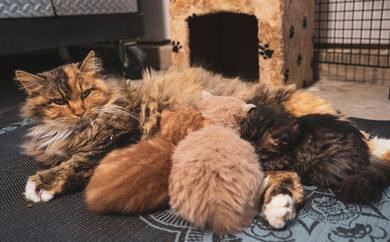 Cat Feedings Their Kittens