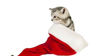 Cat in Big Santa Cap