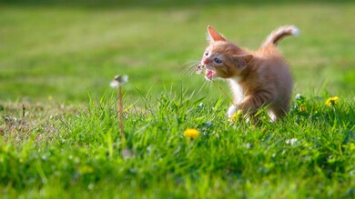 Cat in Garden 4K Image