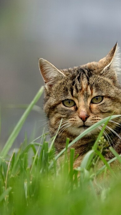 Cat in Grass Mobile Image