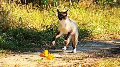 Cat Jumping Photo