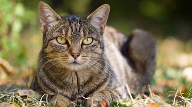 Cat Looking at Camera Man photo