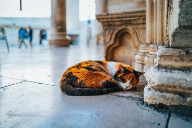 Cat Lying on Floor