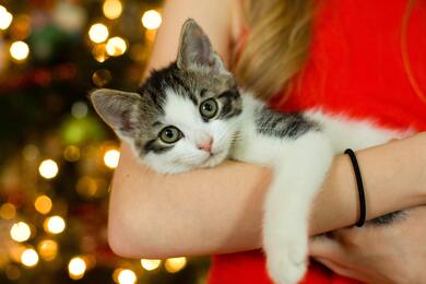 Cat on Girl Hand