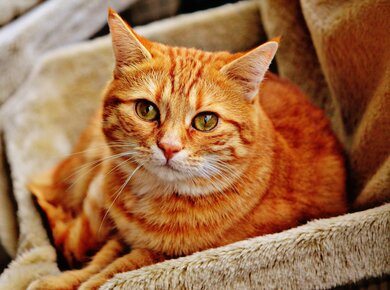 Cat Seating on Chair