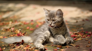 Cat Sitting in Road