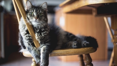 Cat Sitting on Chair