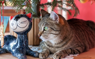 Cat Sitting with Toy