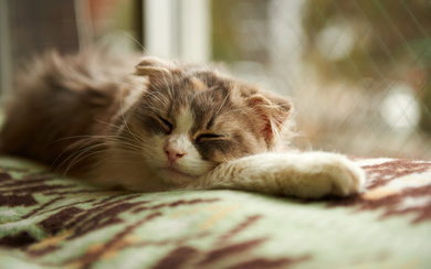 Cat Sleeping On A Bed