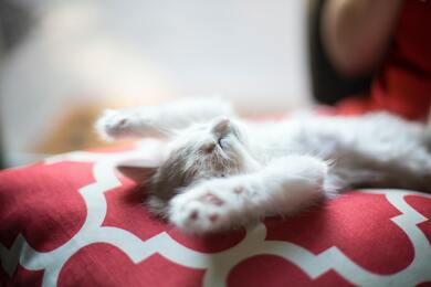 Cat Sleeping on Bed