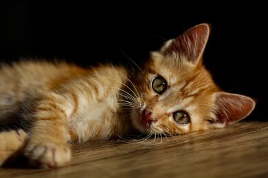 Cat Sleeping on Wood