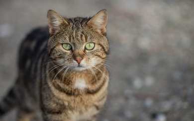 Cat Standing in Road HD Wallpaper