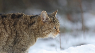 Cat Standing in Snow HD Wallpaper