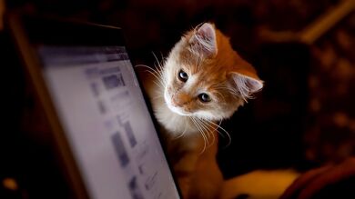 Cat Watching Computer HD Image