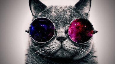 Cat Wearing Glasses Funny Pic