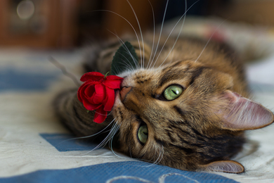 Cat with Red Rose