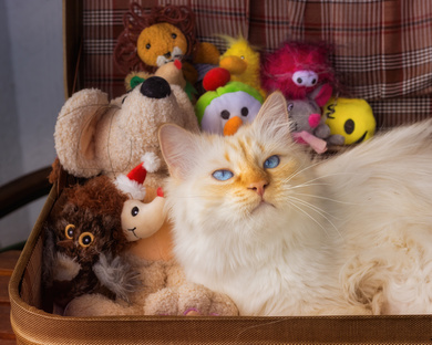 Cat with Toys Wallpaper