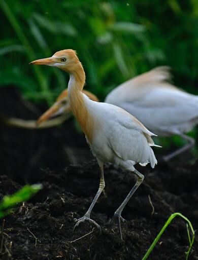 Cattle Egret Bird Walking Photo