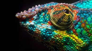 Chameleon Eye Closeup Photo