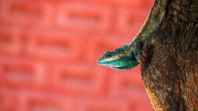 Chameleon Macro Photography