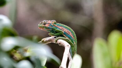 Chameleon on Tree Branch Animal 4K Wallpaper