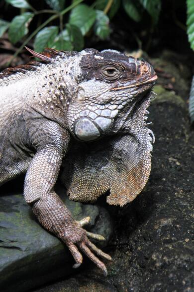 Chameleons Reptile on Forest