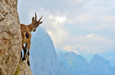 Chamois Climb Animal photo