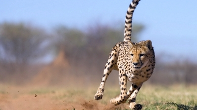 Cheetah Animal Running