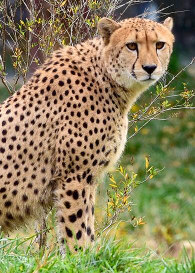 Cheetah in Green Grass Lawn Mobile Wallpaper