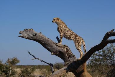 Cheetah on Top of Tree Branch 5K