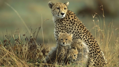 Cheetah Protecting Her Cubs In Jungle