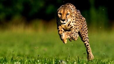 Cheetah Running for Hunting