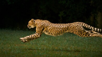 Cheetah Running In Jungle
