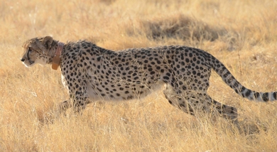 Cheetah With Neck Strap In Jungle