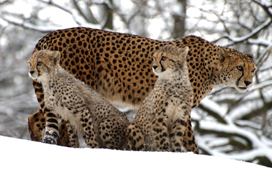 Cheetah With Two Cubs