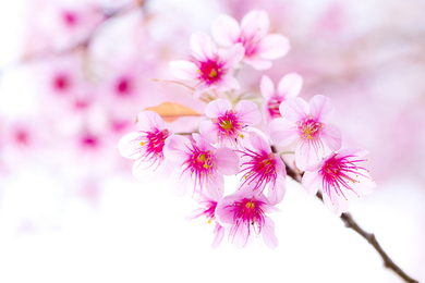 Cherry Blossom Pink Flowers Macro Photography