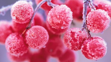 Cherry Fruits Macro Photo 4K