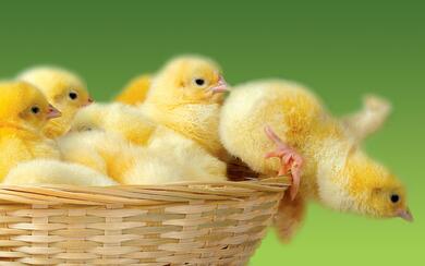 Chick Falling From Basket