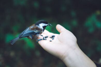 Chickadee Bird Sitting On Hand