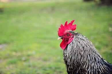 Chicken Bird Close Up High Quality Photo