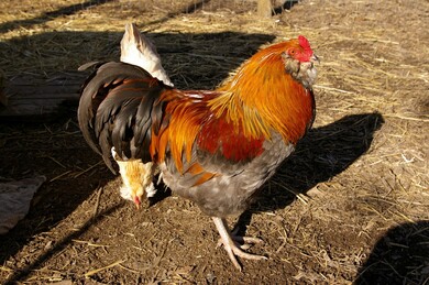 Chicken Bird in Farm