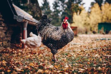 Chicken Bird Macro Photography