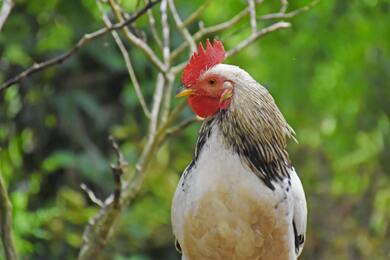 Chicken Bird Ultra Resolution Photo