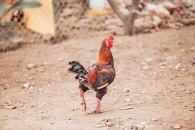 Chicken Bird Walking 5K Photo