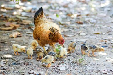 Chicken Bird with Babies Photography