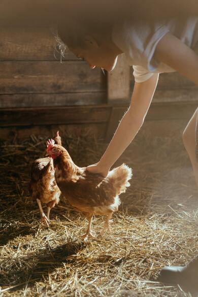 Chicken Bird with Girl Photo