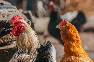 Chicken Close Up Photo