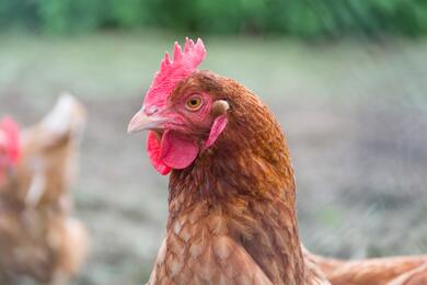 Chicken Hen Close Up 4K Photography