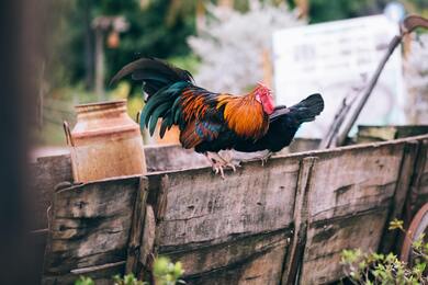 Chicken Sitting on Wood