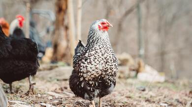 Chicken Standing in Wet Grass 5K Image